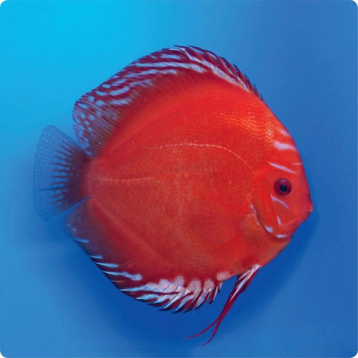 RED MARLBORO Discus